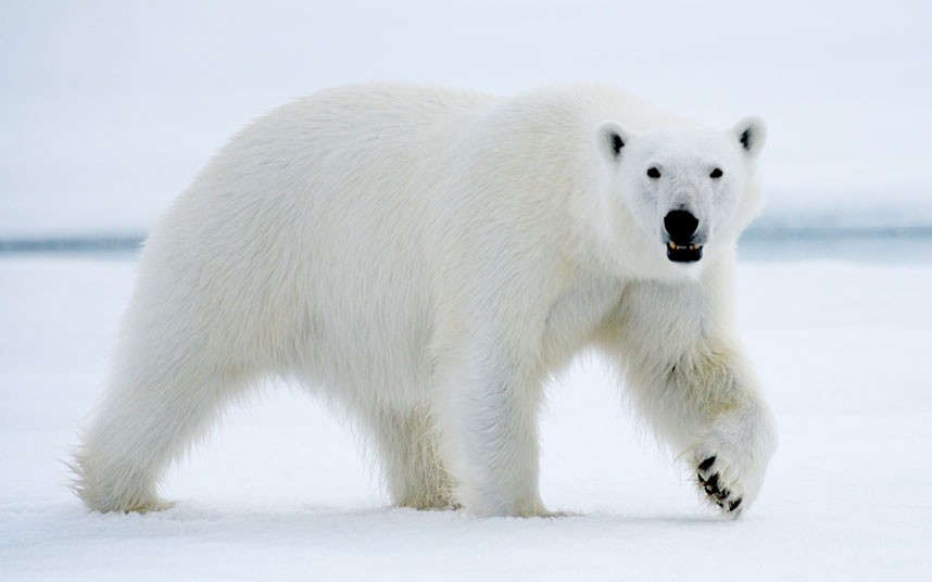 Cute Polar Bear