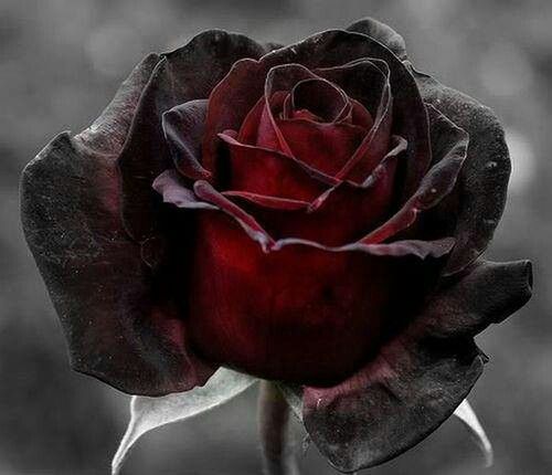 Free Black Rose