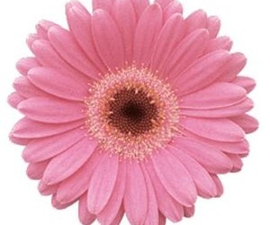 Free Pink Flower