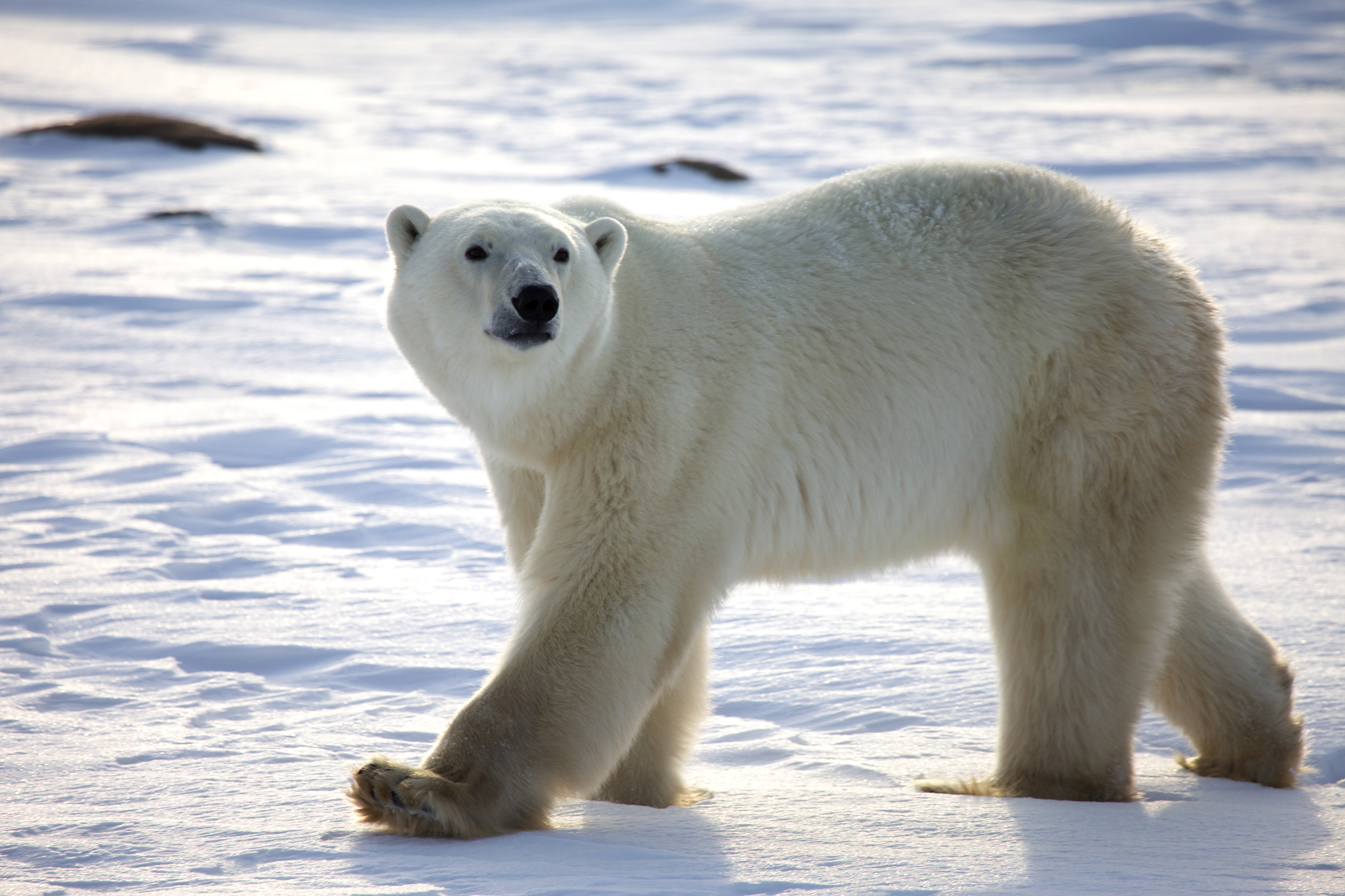 Free Polar Bear