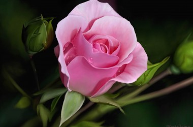 Great Pink Rose