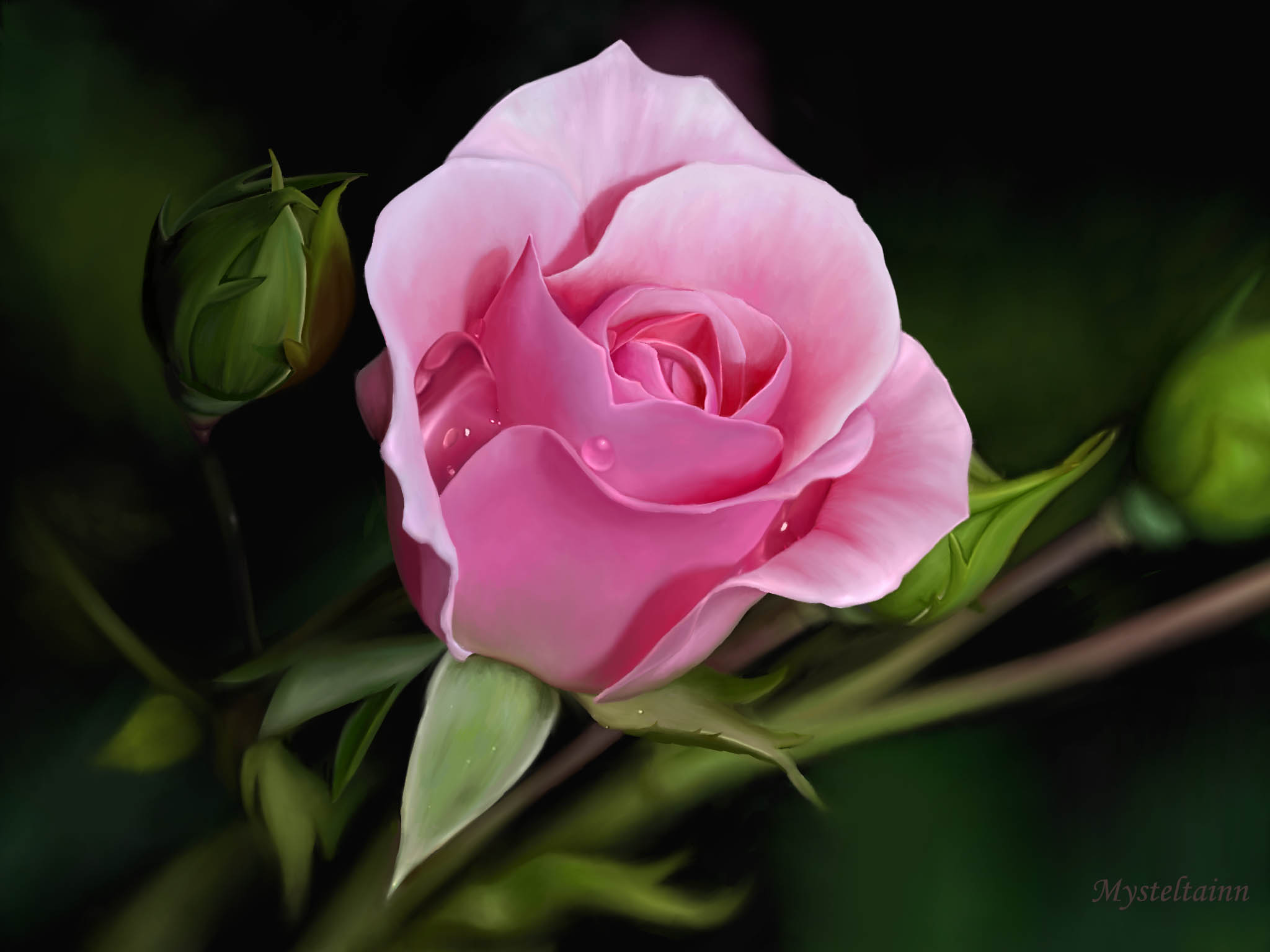 Great Pink Rose