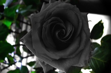 Halfeti Black Rose