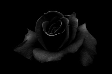 Landscape Black Rose