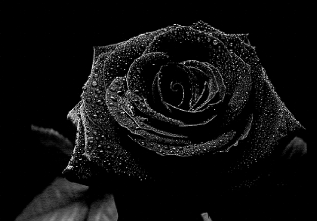 Natural Black Rose