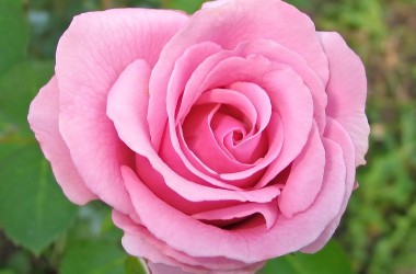 Nice Pink Rose