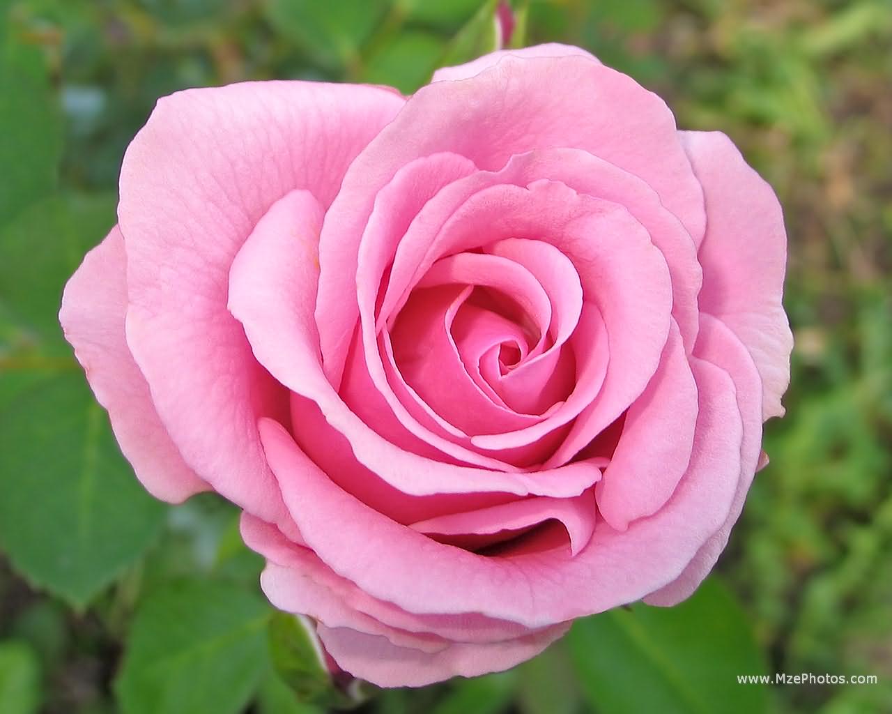 Nice Pink Rose