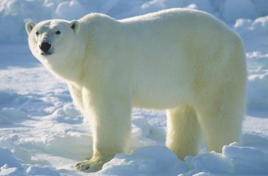 Nice Polar Bear