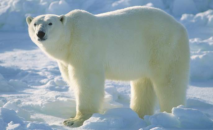 Nice Polar Bear