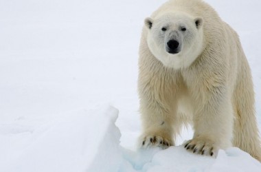 Polar Bear Hero