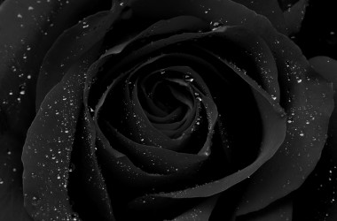 Stunning Black Rose