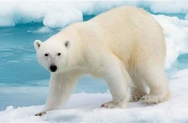 Wonderful Polar Bear