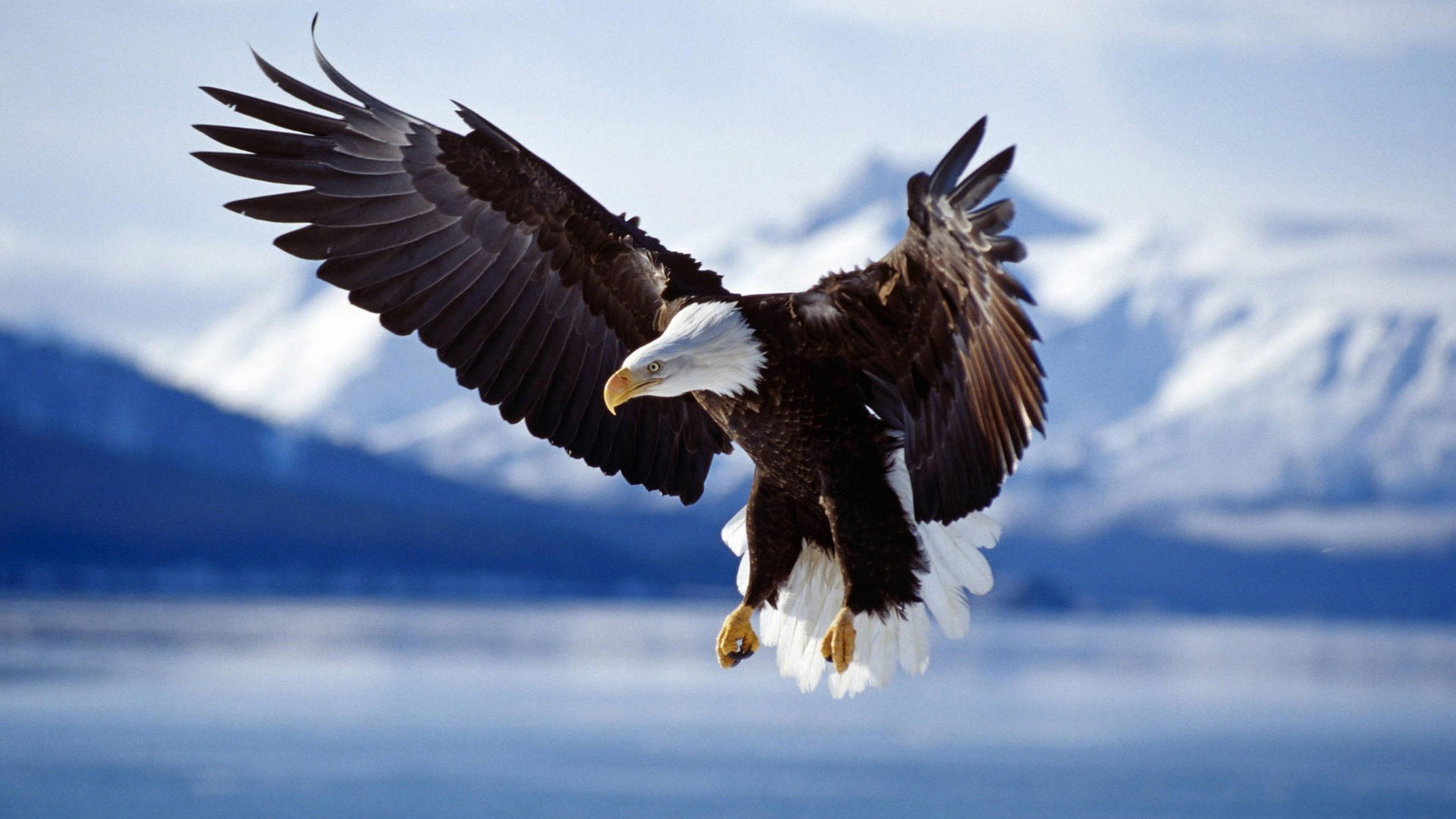 Amazing Eagle
