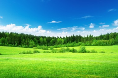 Beautiful Green Field