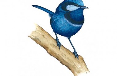 Clipart Bird Image