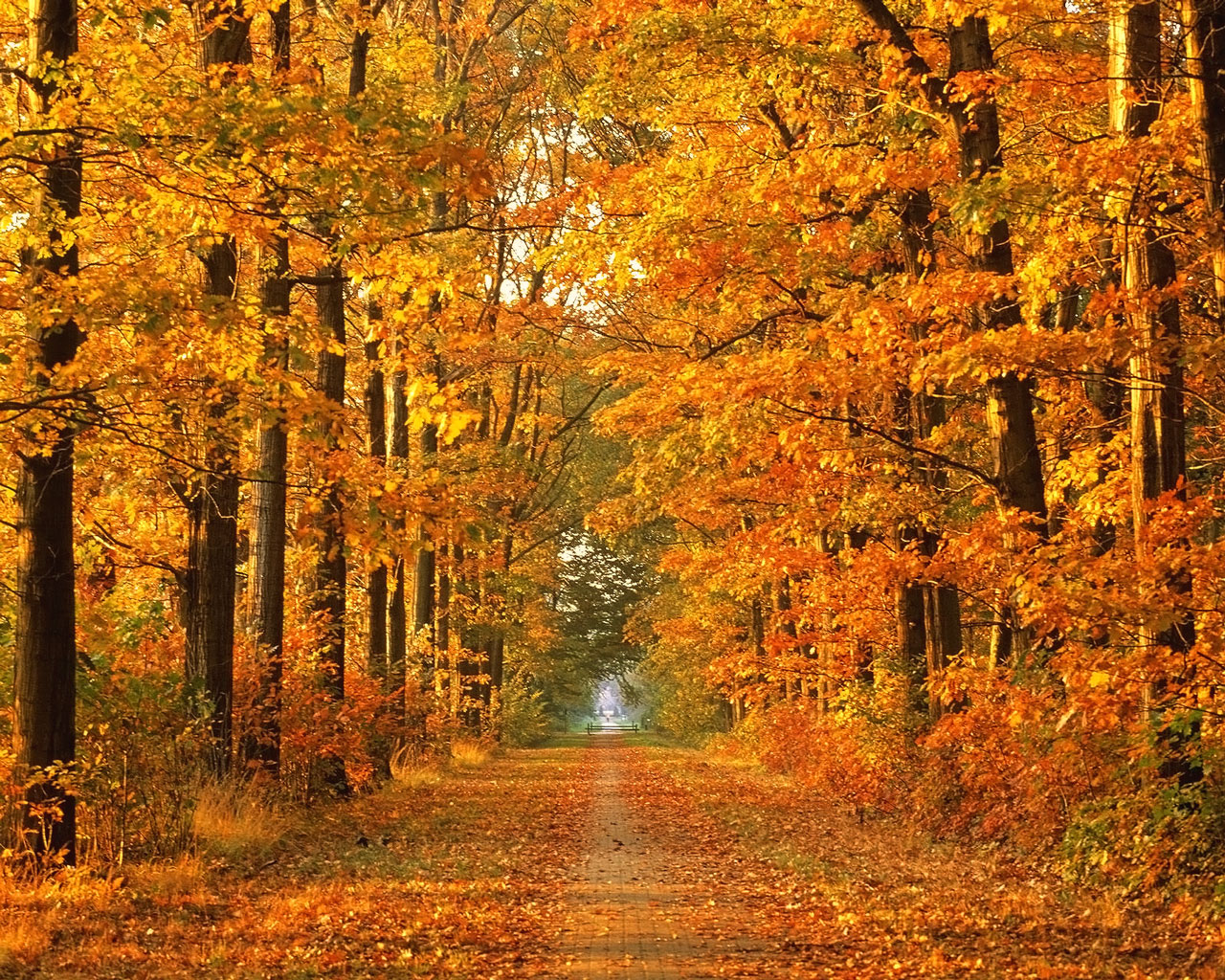 Fallen Autumn Season Wallpaper