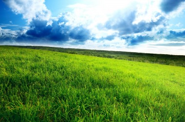 Landscape Green Field