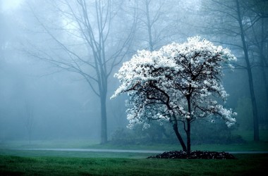 White Tree Amazing Picture