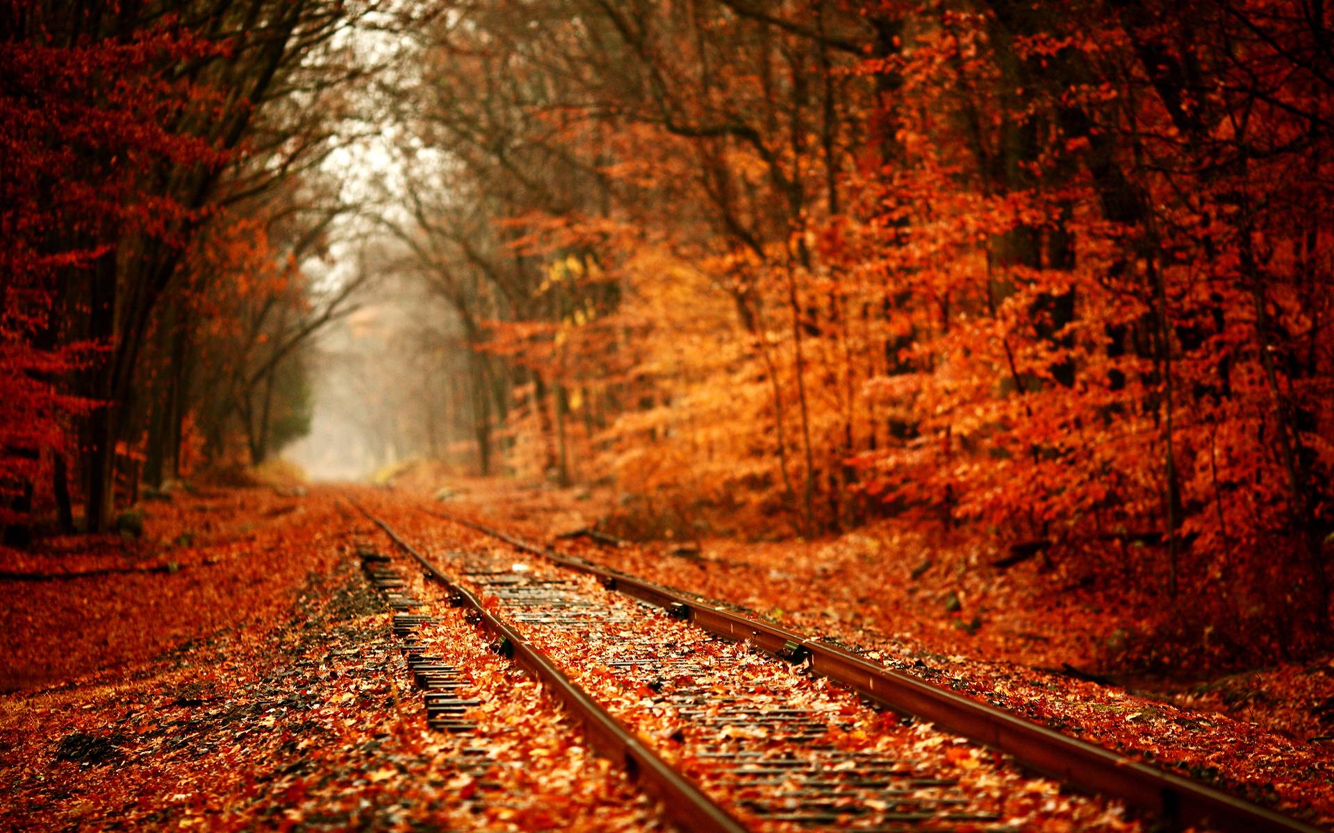Awesome Autumn Leaves Wallpaper
