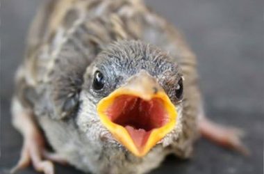 Awesome Baby Bird