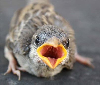 Awesome Baby Bird