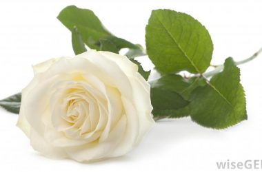 Awesome White Rose Image