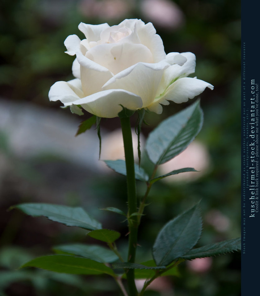 Best White Rose Photo