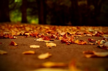 Download Autumn leaves Image