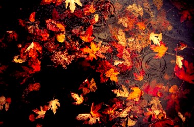 Natural Autumn Leaves Wallpaper