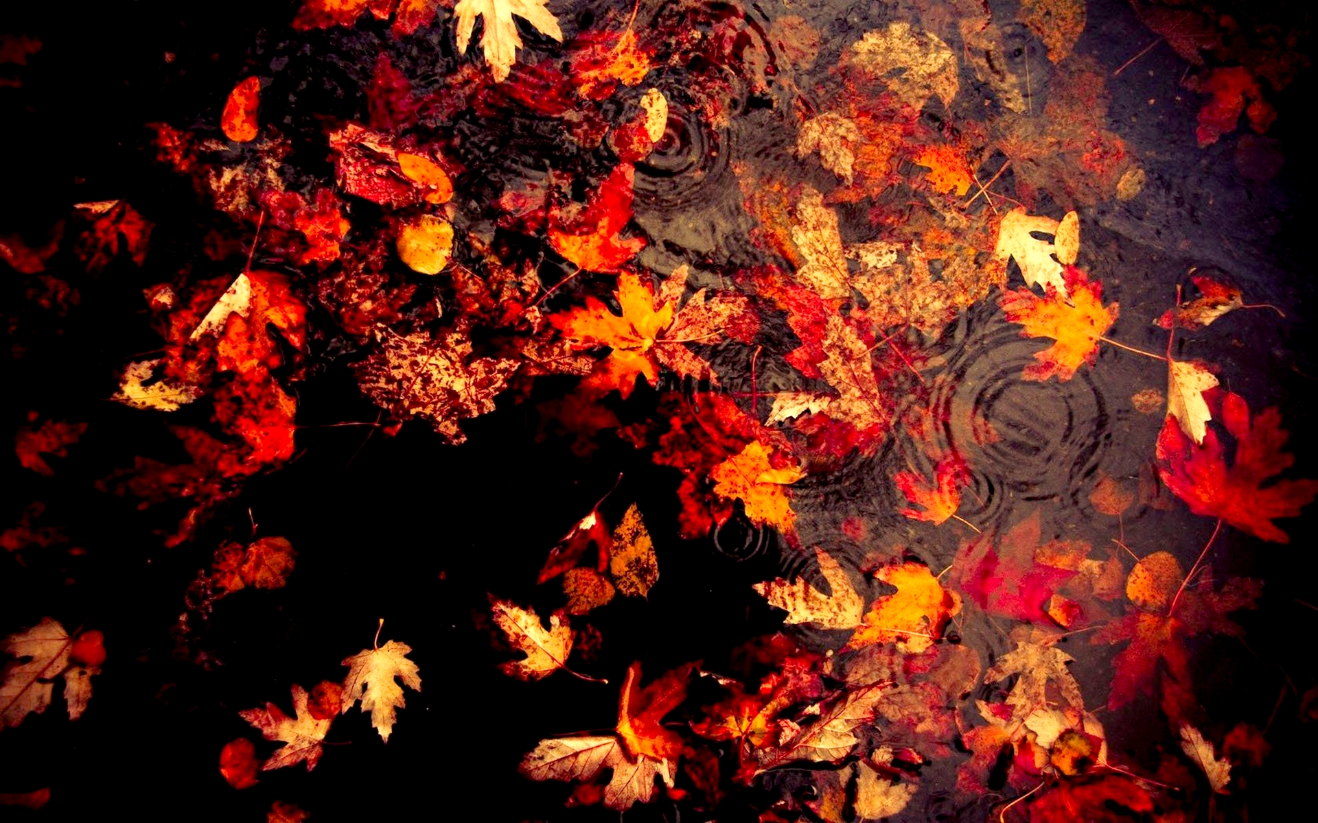 Natural Autumn Leaves Wallpaper