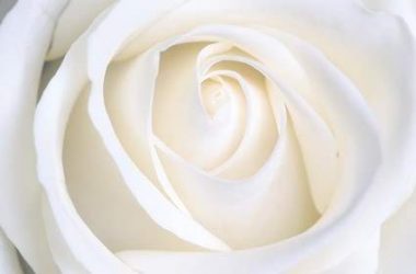Nice White Rose Photo