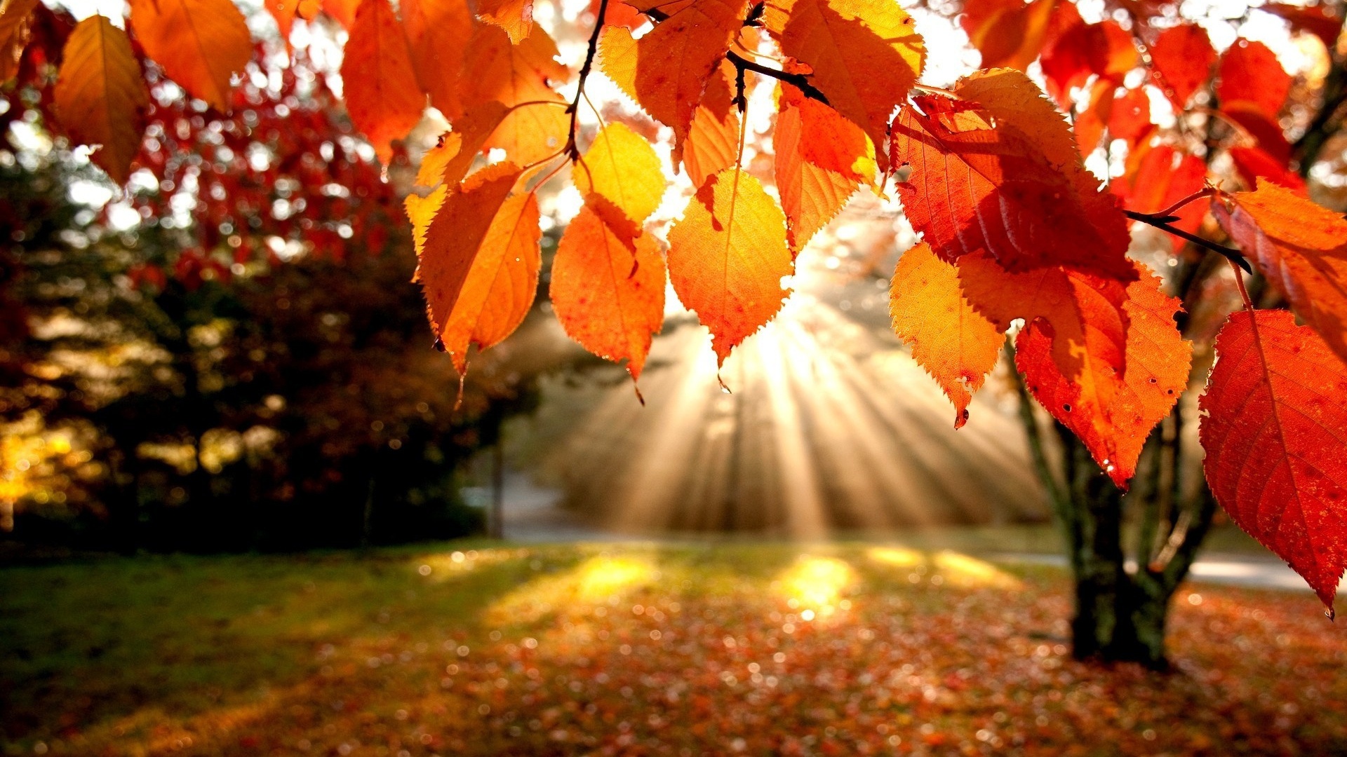 Widescreen Autumn Leaves Wallpaper