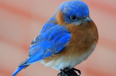 Beautiful Blue Bird