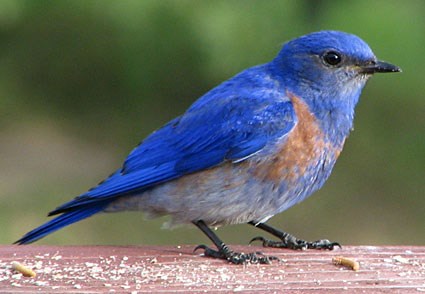 Natural Blue Bird