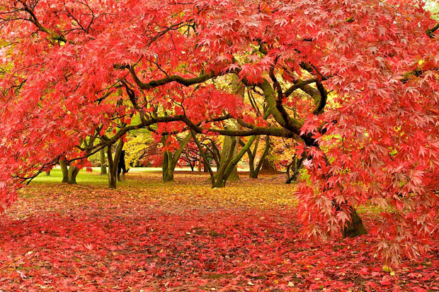 Natural Colourful Autumn