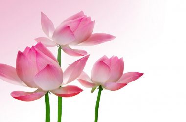 Pink Flower Lotus Wallpaper