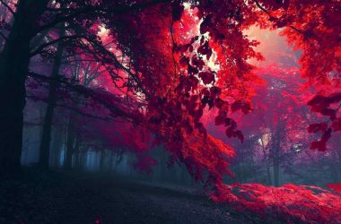 Red Tree Wallpapers