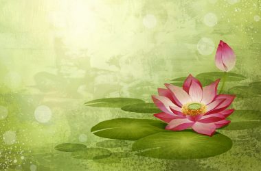 Widescreen Lotus Wallpaper