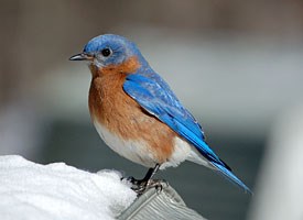 Wonderful Blue Bird