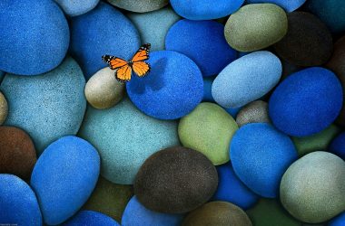 Butterfly On Stones