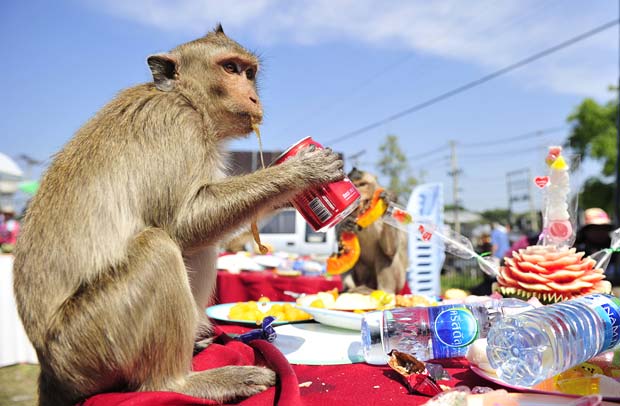 Eat Monkey Buffet Festival
