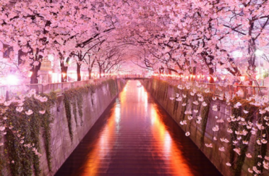 Awesome Cherry Blossom
