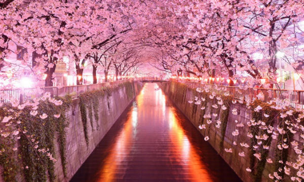 Awesome Cherry Blossom
