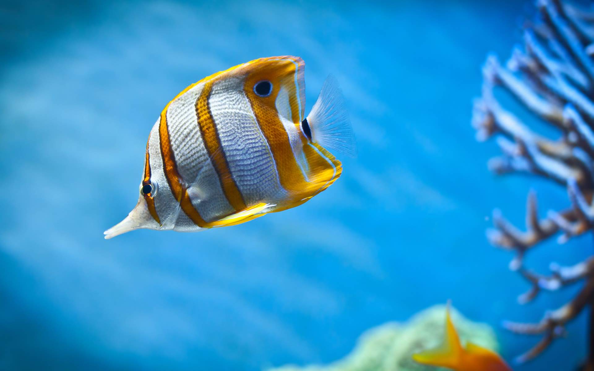 Awesome Fish Wallpaper