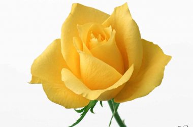 Awesome Yellow Rose