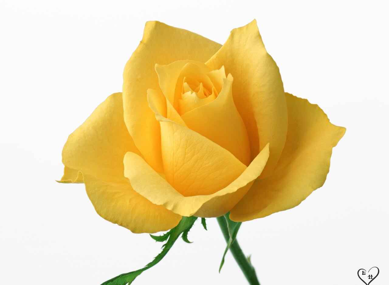 Awesome Yellow Rose