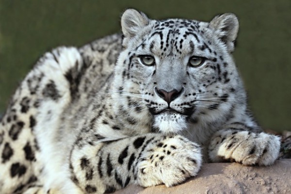 Beautiful Snow Leopard