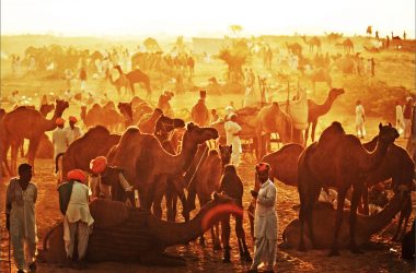 Free Pushkar Camel Festival