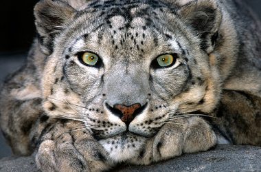 Green Eyes Snow Leopard