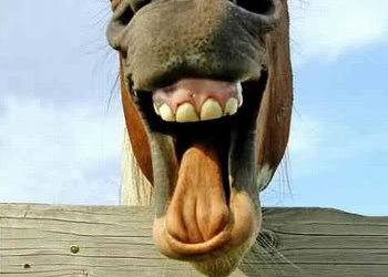 Laughing Horse Free Funny Images 8535
